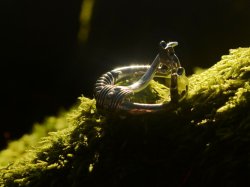 Viking ring brooch replica