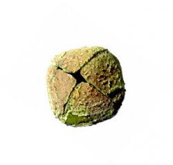 Original Kreuzrolle - Mittelalter