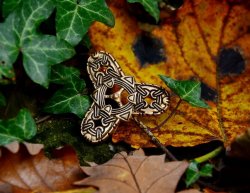 Trefoil brooch in nature