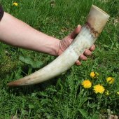 Viking drinking horn 0.7 - 0,8 l